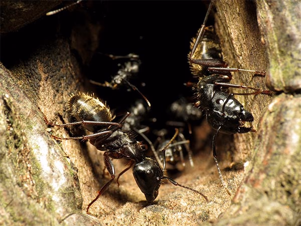 Controlling carpenter ants in Vancouver