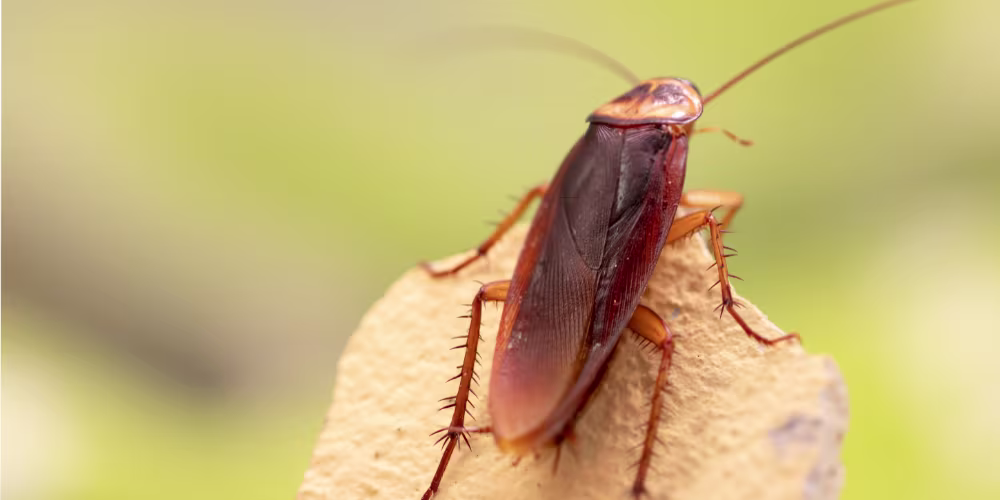 Cockroach infestation in Vancouver home requiring professional pest control