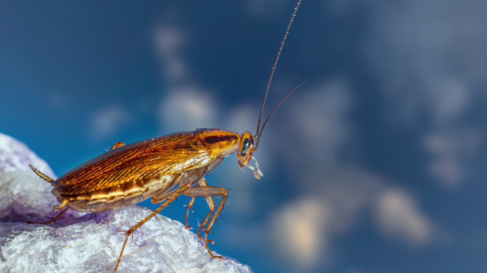 Cockroach infestation in a Vancouver home