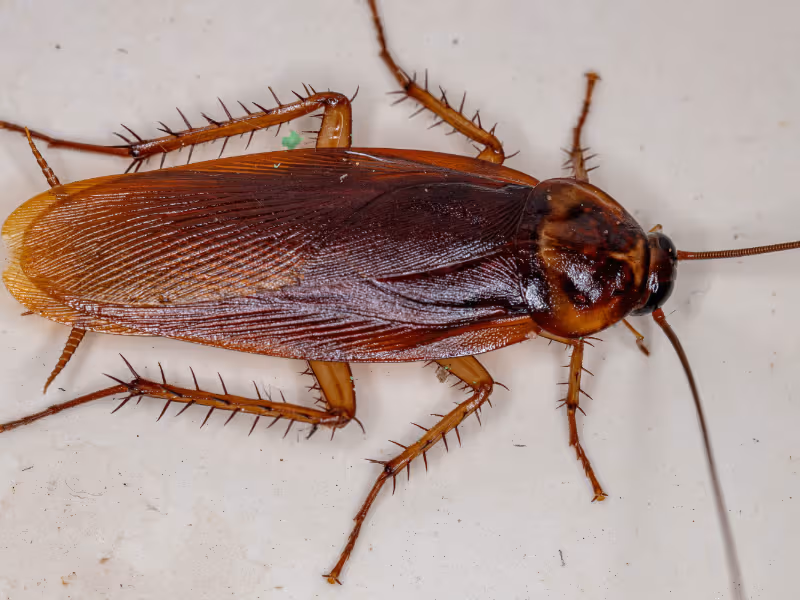 American cockroach Vancouver