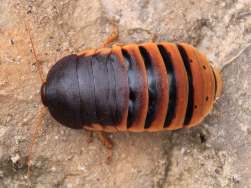 Brown-banded cockroach Vancouver