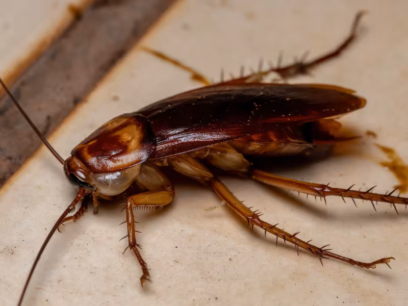 German cockroach Vancouver