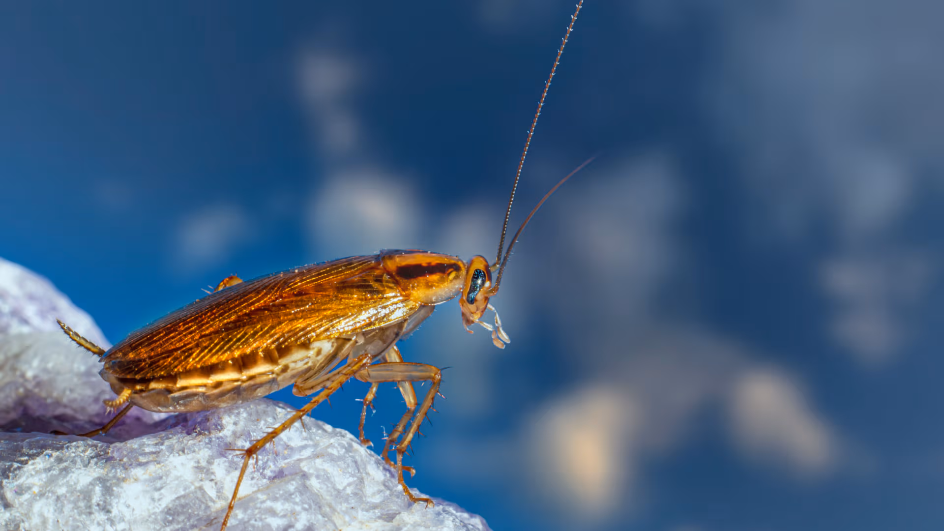 Oriental cockroach Vancouver