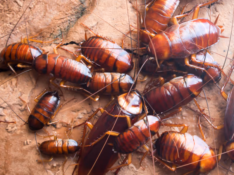 Signs you may have a cockroach infestation