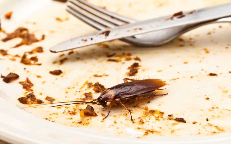 Why cockroaches are a serious health risk