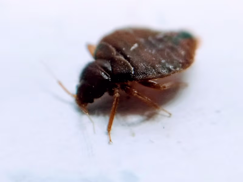 Bed bugs in a Vancouver hotel room