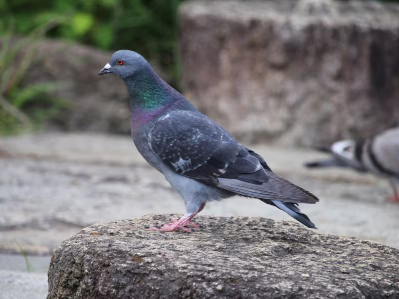 Pigeons on a Vancouver rooftop