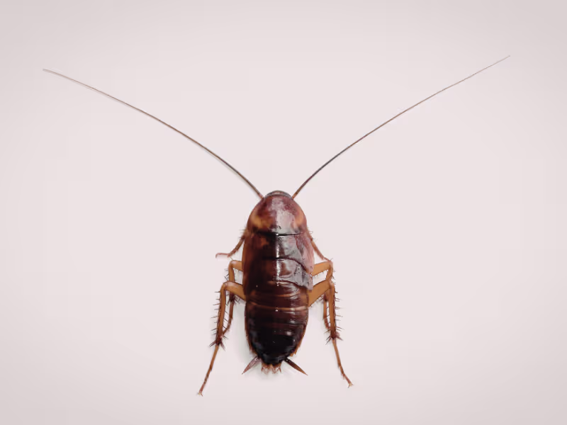 Cockroaches in a commercial kitchen