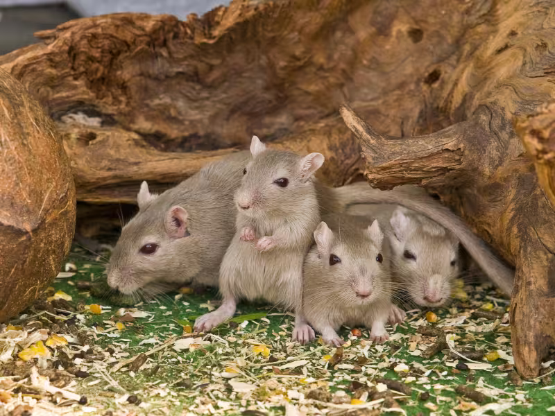 Rodents in a Vancouver business