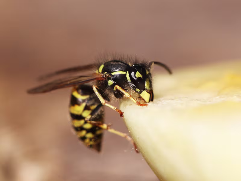 Wasp nest on a building exterior