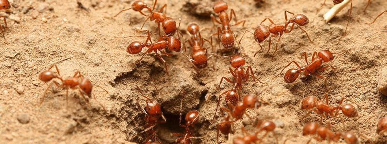 Fire ant removal in Vancouver