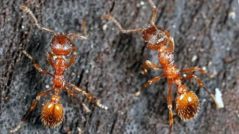 How to identify fire ants in Vancouver