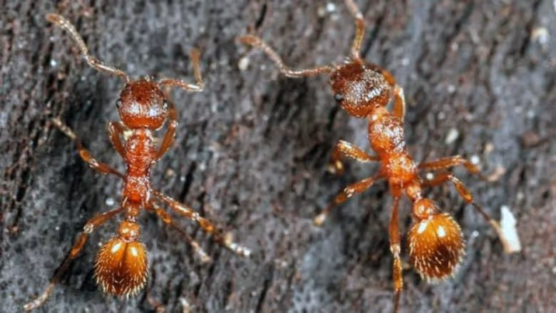 Detecting a fire ant infestation in Vancouver