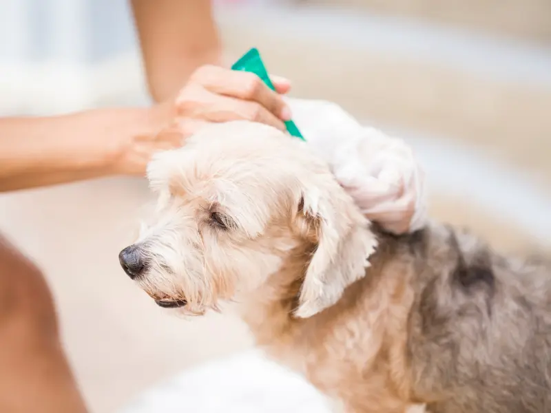 Dog being treated for fleas
