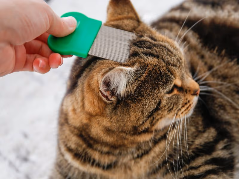 Using flea comb on cat to check for fleas — Pesticon flea control Vancouver