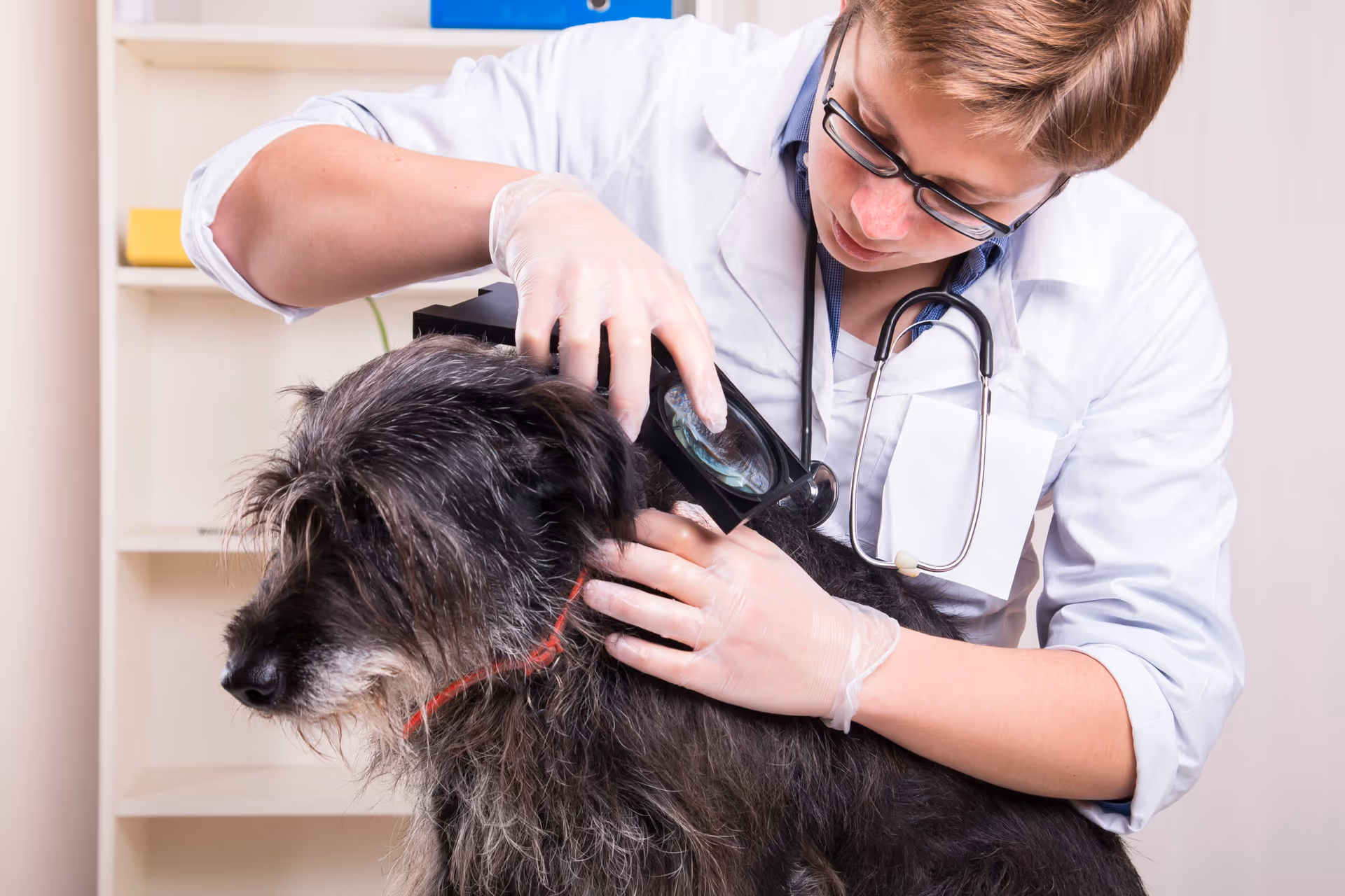 Veterinarian checking dog for fleas — Pesticon flea control Vancouver