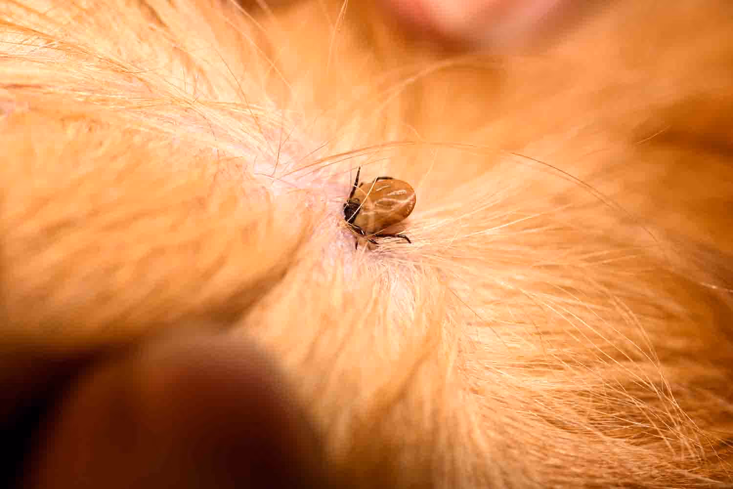 flea removal Vancouver