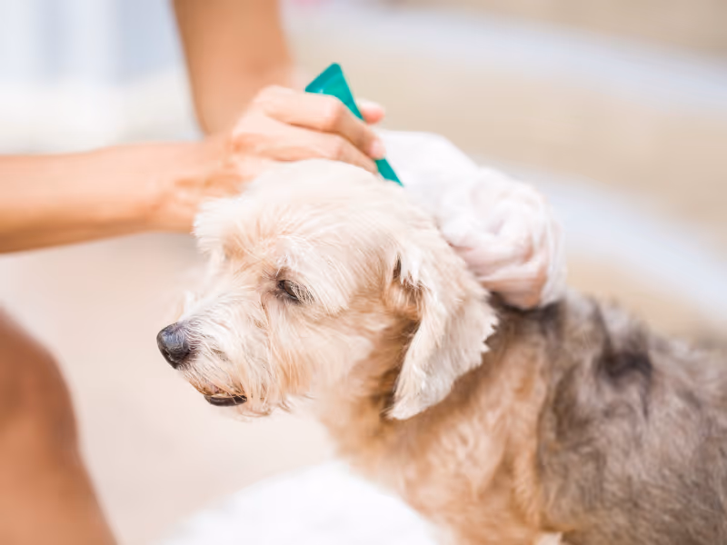 Pet flea inspection and treatment on dog at home — Pesticon flea control