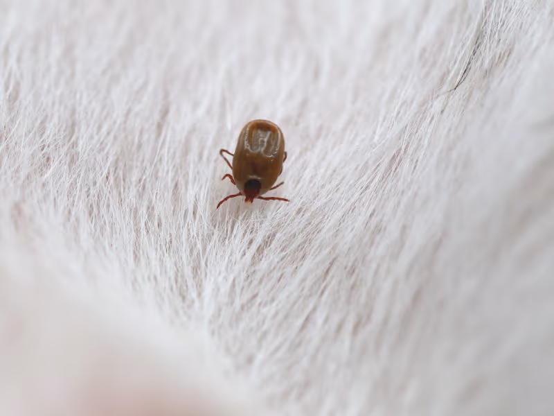 Close up of flea on pet fur — Pesticon flea control Vancouver
