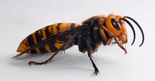 Queen hornet in a Vancouver nest