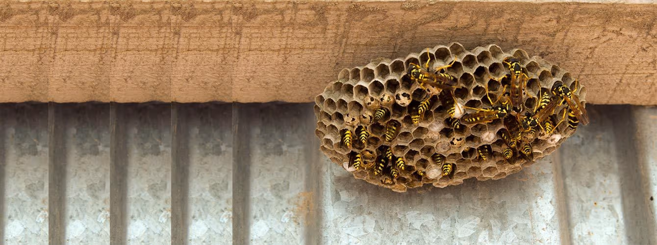 Worker hornets building a nest in Vancouver