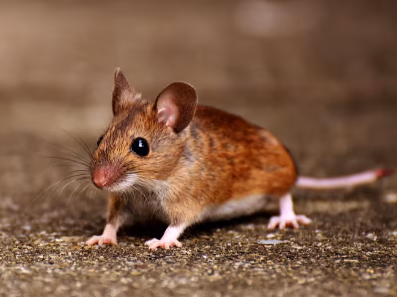 Deer mouse commonly found in Vancouver and surrounding areas posing health risks indoors