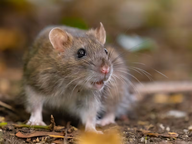 Field mouse commonly found around Vancouver properties and outdoor areas