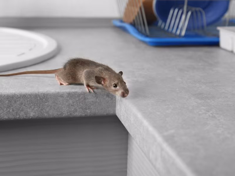 House mouse inside a building highlighting common mice infestations in Vancouver properties