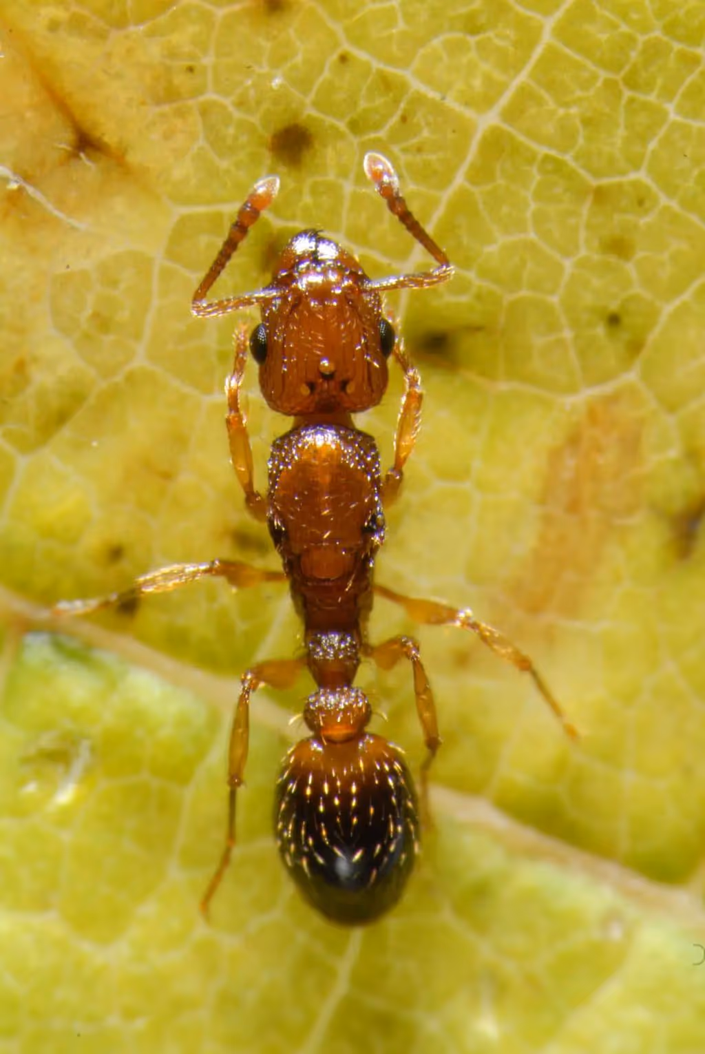 How pavement ants get into Vancouver homes