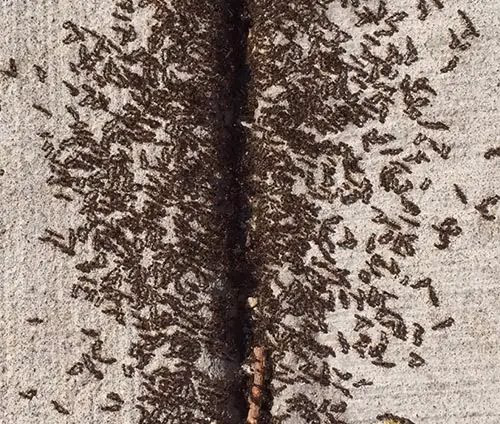 Pavement ant infestation in Vancouver