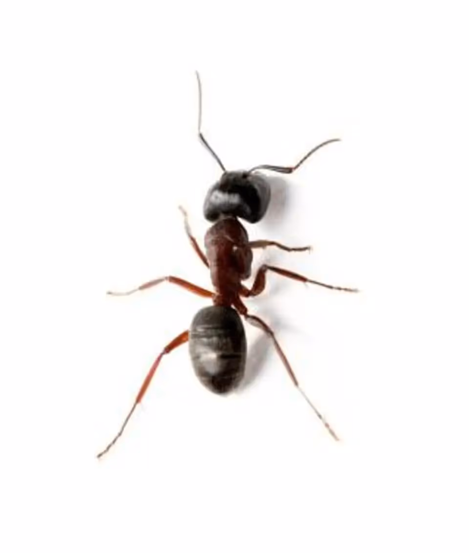 What attracts pavement ants in Vancouver