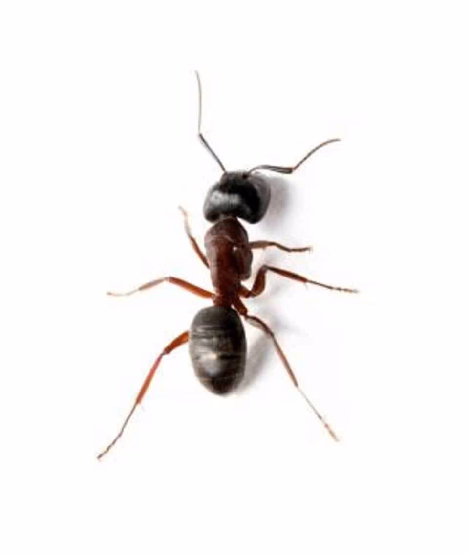 Where pavement ants hide in Vancouver homes