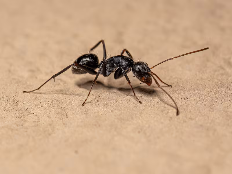 Carpenter ants Pesticon ant control Burnaby infestation treatment
