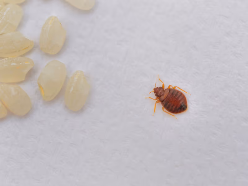 Bed bug close-up Pesticon bed bug control Burnaby treatment