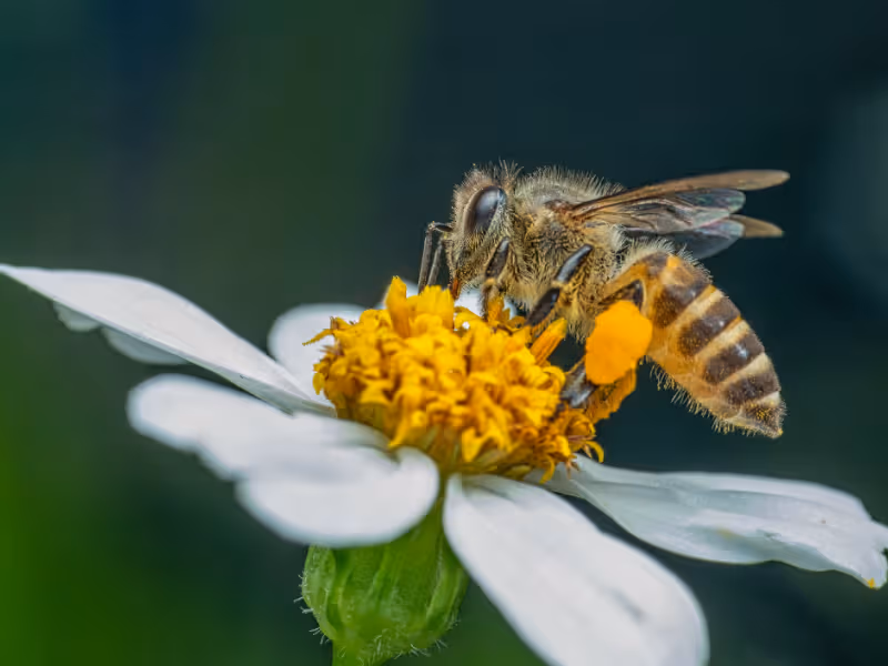 Wasp Pesticon wasp and bee removal Burnaby nest treatment