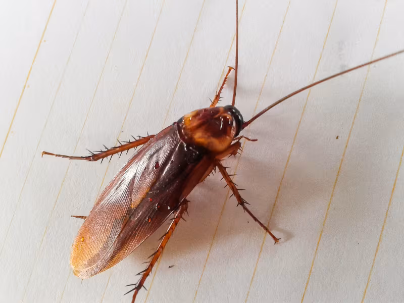 Cockroach Pesticon cockroach control Burnaby treatment