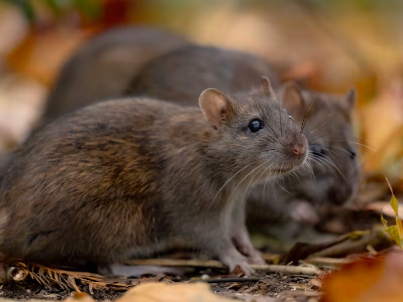 Rodent Pesticon rat and mice control Burnaby removal