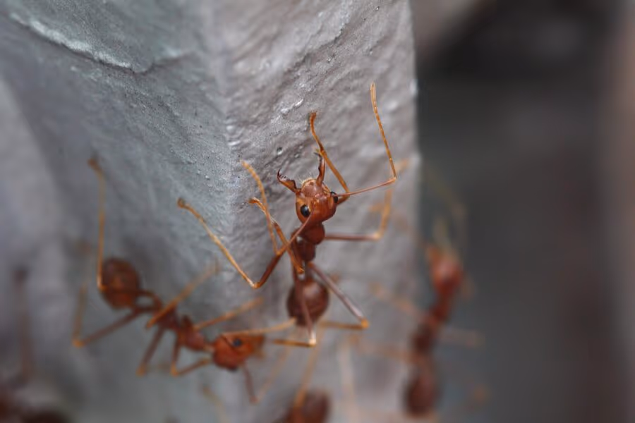 European fire ant treatment in Burnaby