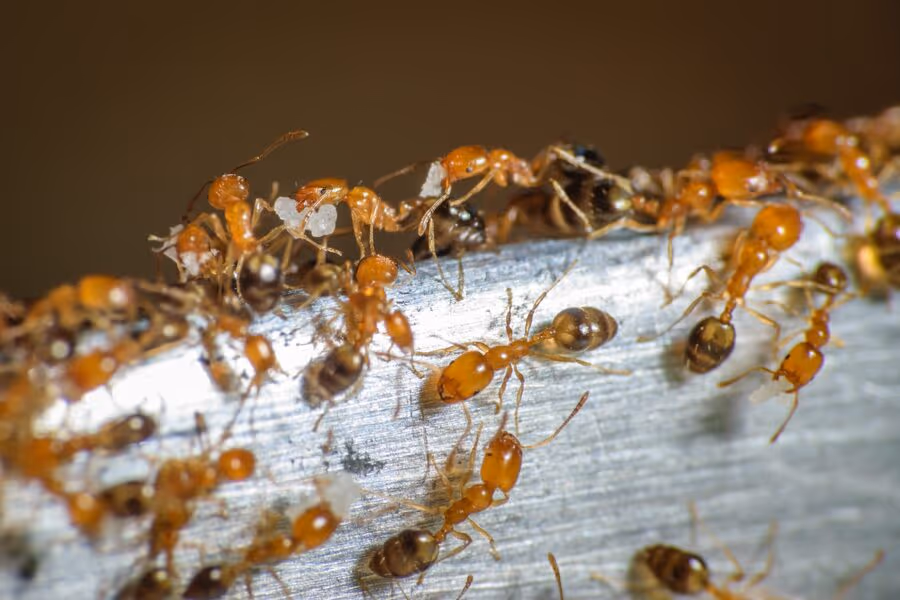 Pharaoh ant removal in Burnaby
