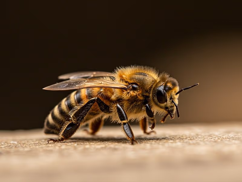 Honey bee relocation in Burnaby