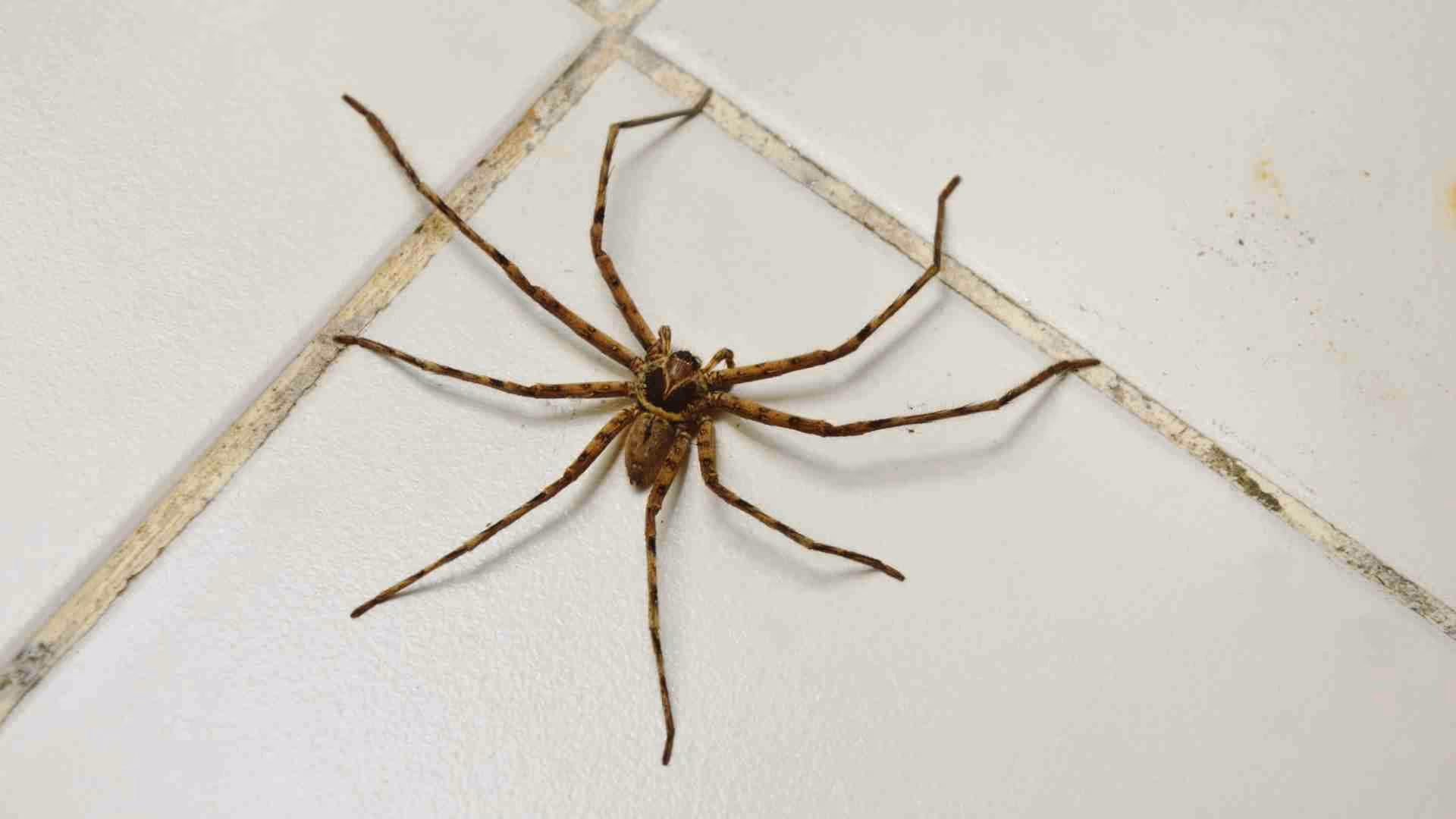 Commercial spider control in Burnaby
