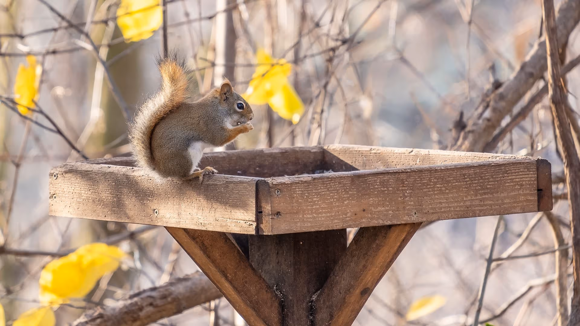 Commercial wildlife removal in Burnaby