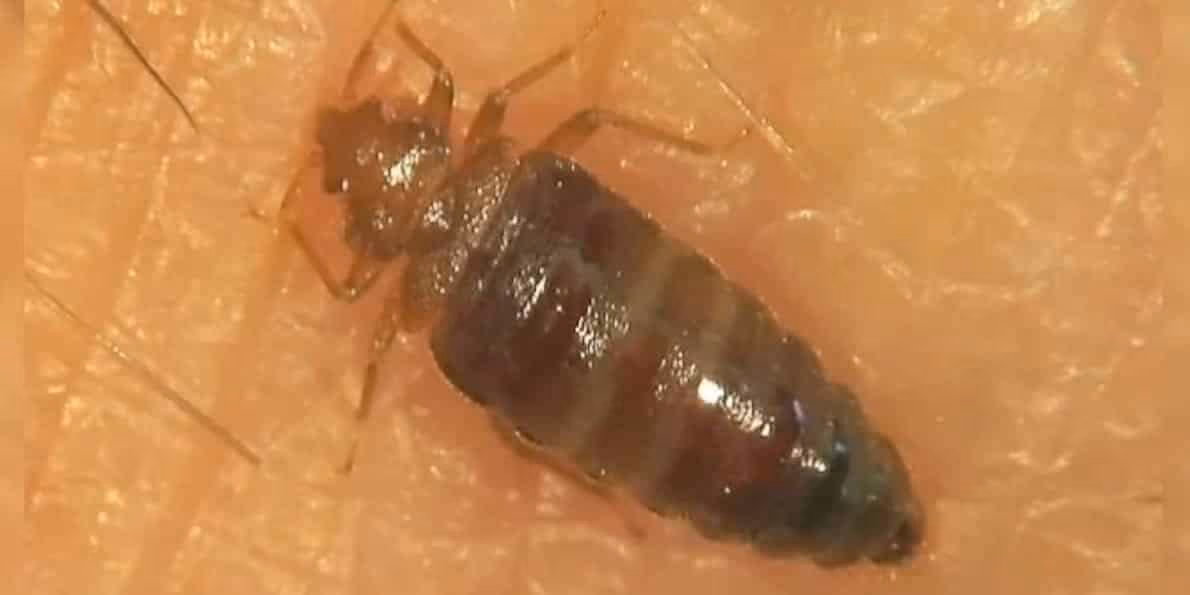 Commercial bed bug removal in Burnaby