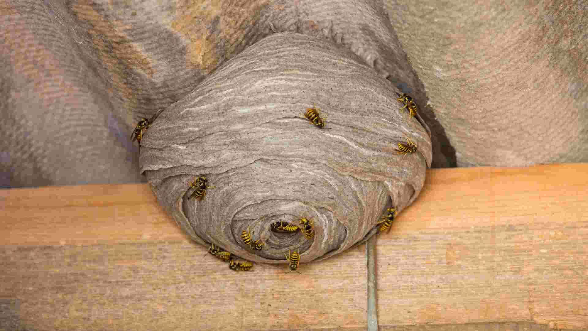 Commercial wasp nest removal in Burnaby