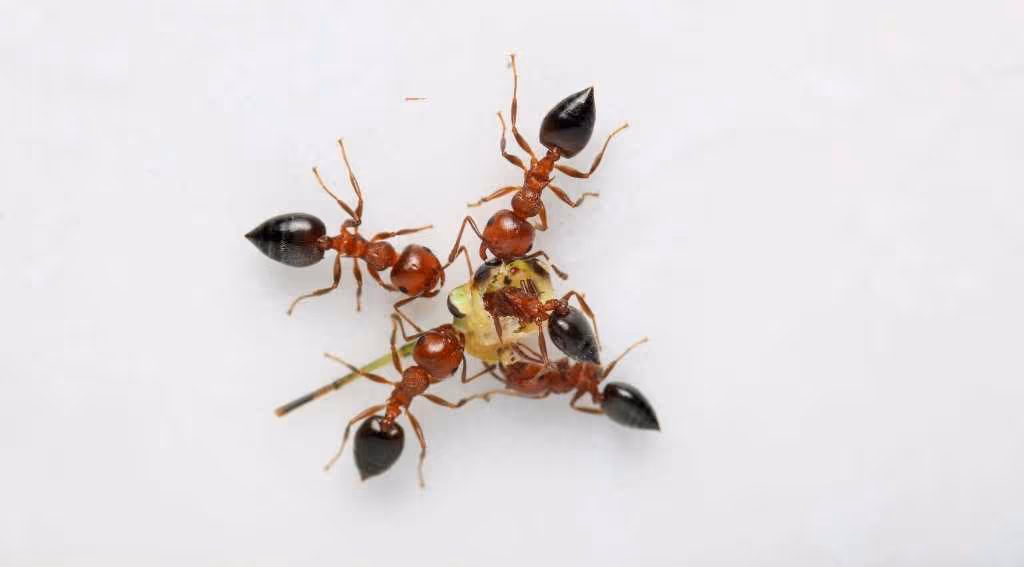 Commercial ant control in Burnaby