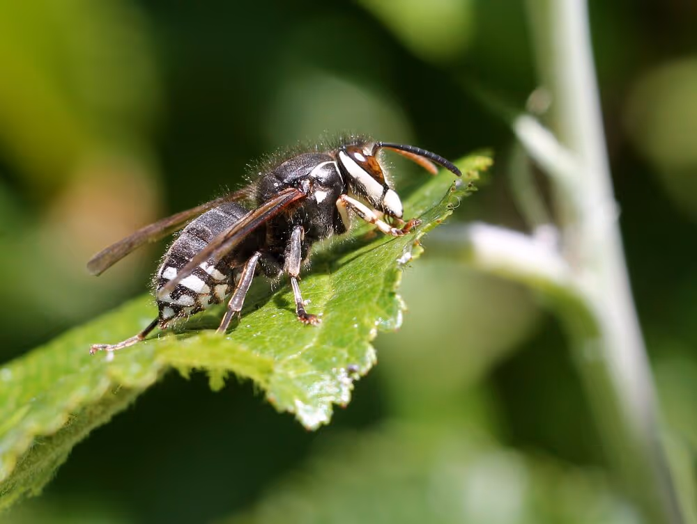 Bald-faced hornet