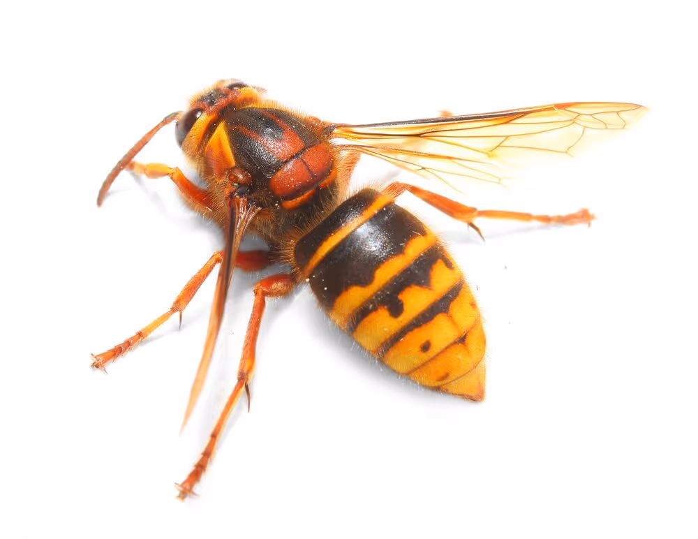 European hornet
