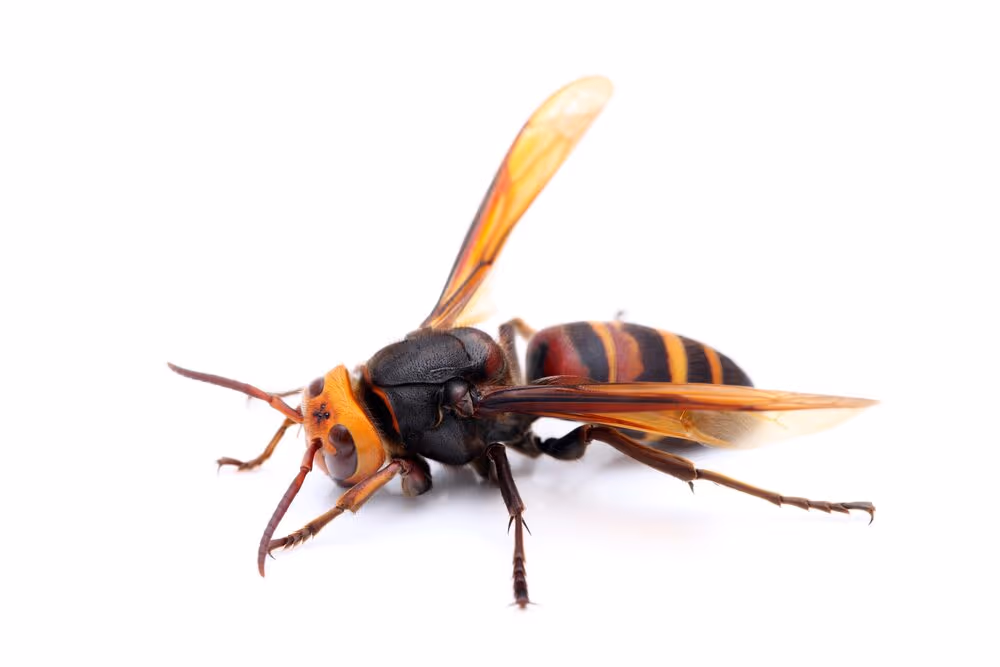 Giant Asian hornet