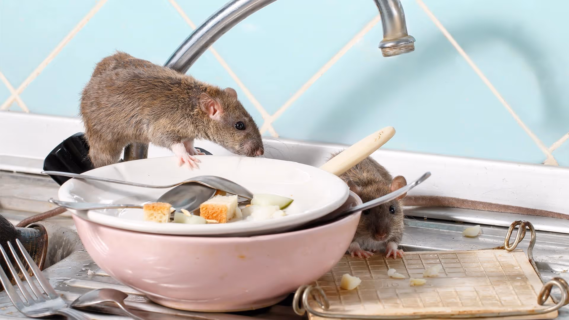 Get a free mice control quote in Burnaby