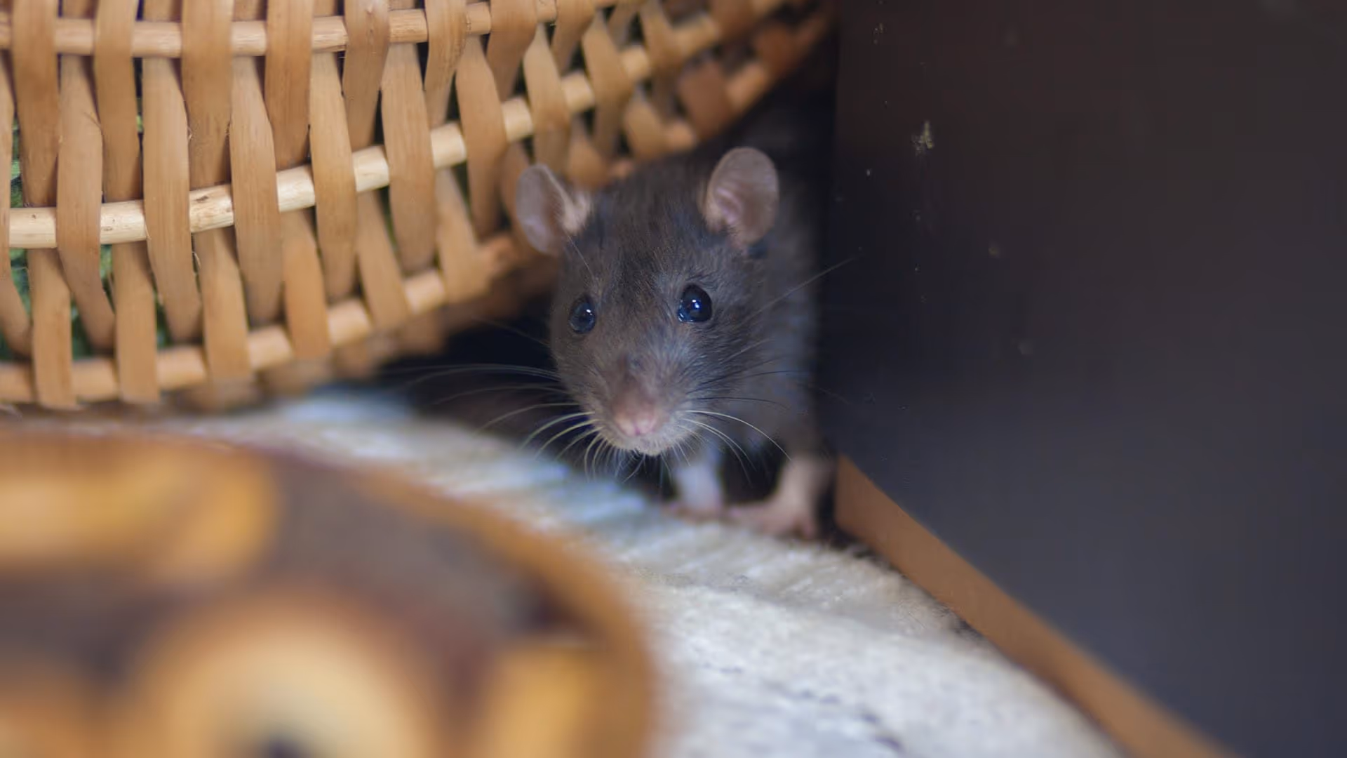 Signs of a mice infestation in your Burnaby home or business
